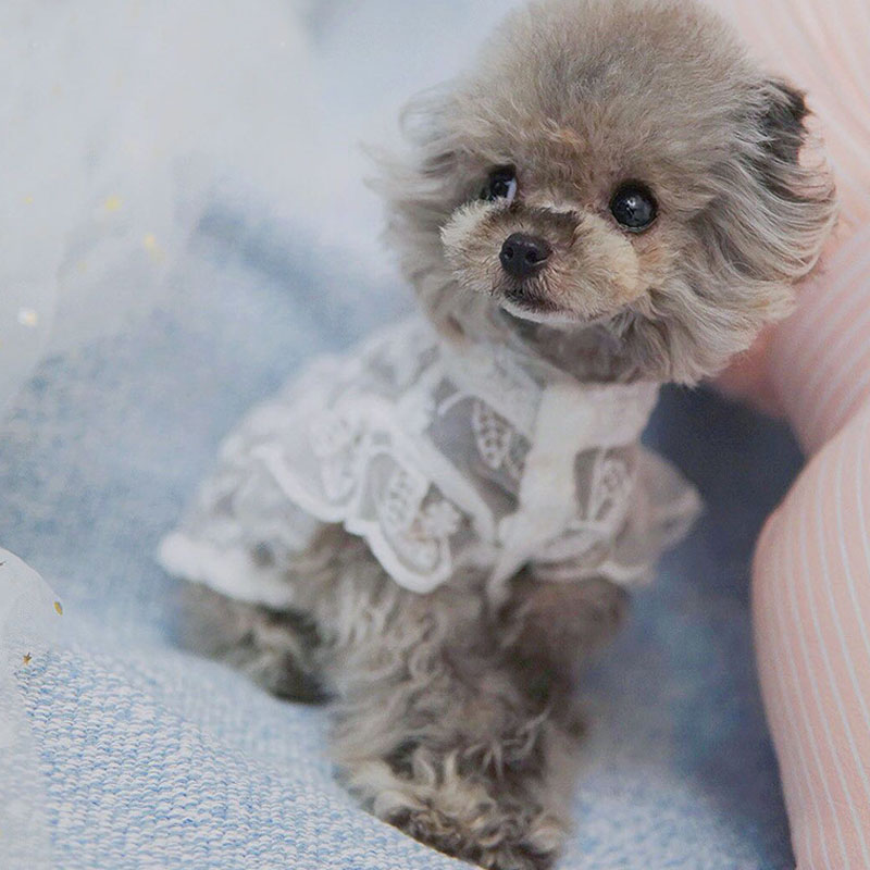흰색 레이스 공주 개 잡초 드레스 고양이 개 옷을위한  - Xl Summer Clothing 리뷰 및 가격